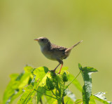 Sedge Wren, Duck River Unit, 27 July 12