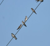 Bank Swallows, Bark Camp Barrens WMA, Coffee Co., TN, 22 Aug 12