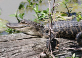 Arkansas Post Alligator