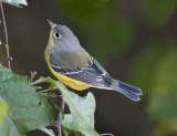 Magnolia Warbler