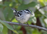 Black and White Warbler