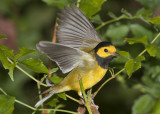 Hooded Warbler