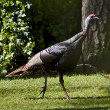 Wild Turkey  (backyard)
