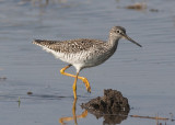 Lesser Yellowlegs