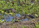 American Alligator