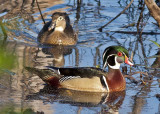 Wood Ducks