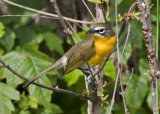 Yellow-breasted Chat