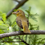 Summer Tanager  -  Female