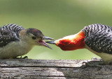 Dinner time