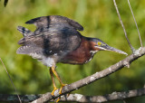 Green Heron