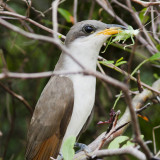 Yellow-billed Cuckoo