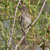 Flycatcher (?)