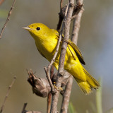 Yellow Warbler