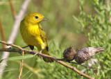 Yellow Warbler