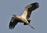 Wood Stork