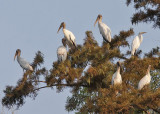 Wood Storks and Egret