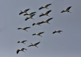 Wood Storks