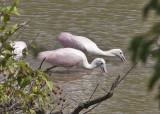 Roseate Spoonbill