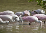 Roseate Spoonbill