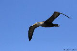 Waved Albatross - Espanola_11-10-19_1216.JPG