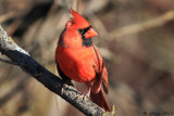 Cardinal_11-12-12_123721.JPG