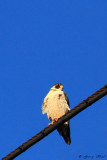 Peregrine Falcon_11-12-12_149521.JPG