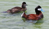 Ruddy Ducks