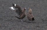 Skuas-fighting-IMG_7021-Whalers-Bay-15-March-2011.jpg