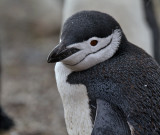 Chinstrap-closeup-IMG_7216-Hannah-Point-Livingston-Is-South-Shetlands.jpg