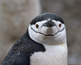 Chinstrap-closeup-IMG_7213-Hannah-Point-Deception-Island-South-Shetland-15-March-2011.jpg