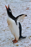 Gentoo-calling-IMG_2072-Peterman-Island-11-March-2011.jpg