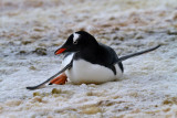 Gentoo-surfing-IMG_1941-Peterman-Island-11-March-2011.jpg