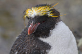 Macaroni-Penguin-bad-hair-day-close-up-IMG_7247-Hannah-Point-Deception-Island-South-Shetland-15-March-2011.jpg