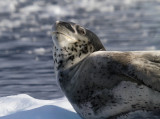 Leopard-Seal-IMG_5874-Cuverville-14-March-2011.jpg