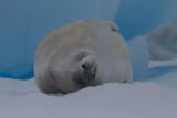 Fat-Crabeater-Seal-front-on-IMG_2643-Peterman-Island-area-cruise-11-March-2011.jpg