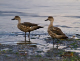 Crested Ducks