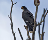 White-throated Caracara