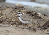 Wilsons Plover (male)