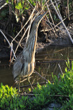 American Bittern