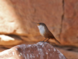 Canyon Wren