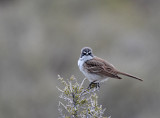 Sage Sparrow