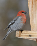 Pine Grosbeak