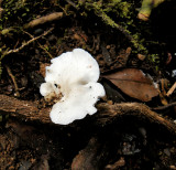 Fungus sp.