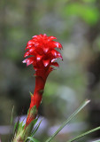 Bromeliad in bloom