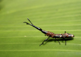 Beetle: Brentidae sp.? (Ecuador)