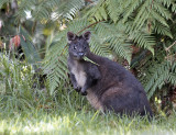 Calabys Pademelon?