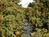 Where Treerunners roam...(ECUADOR)