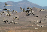 Sandhill Cranes