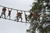 Proboscis Monkeys (Malaysian Borneo)
