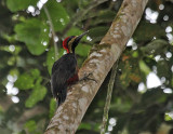 Crimson-bellied Woodpecker